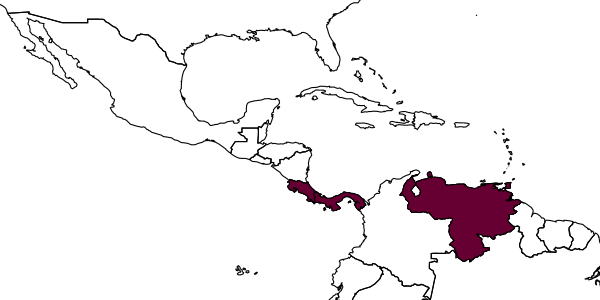 map of Acanthoscelio flavipes     Ashmead