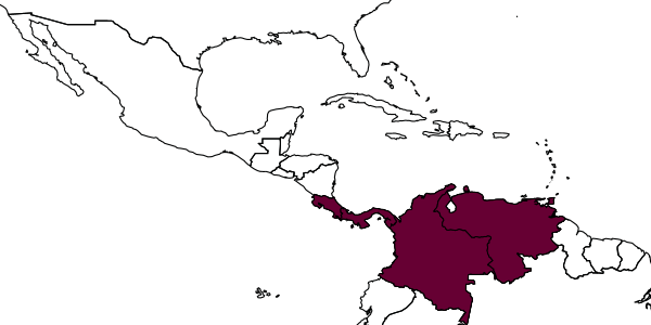 map of Ooderella setosa     Gibson