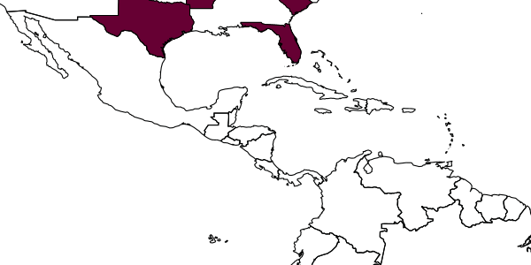 map of Tachysphex krombeiniellus     Pulawski, 1982