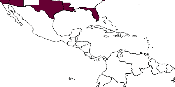 map of Barycnemis rufipes     Horstmann, 2010