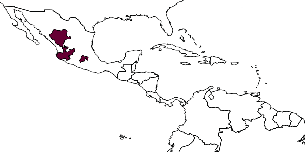 map of Tachysphex toltec     Pulawski, 1988