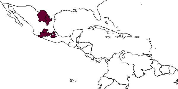 map of Scambus irapuatoensis     Khalaim & Ruíz-Cancino, 2022