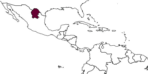 map of Meringopus coronadoae     Kasparyan & Ruíz-Cancino, 2005