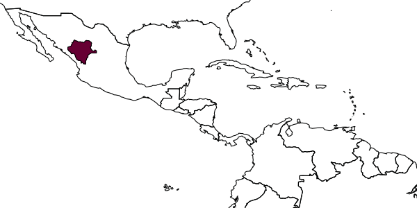 map of Amphibolips durangensis     Nieves-Aldrey & Maldonado, in Nieves-Aldrey, 2012