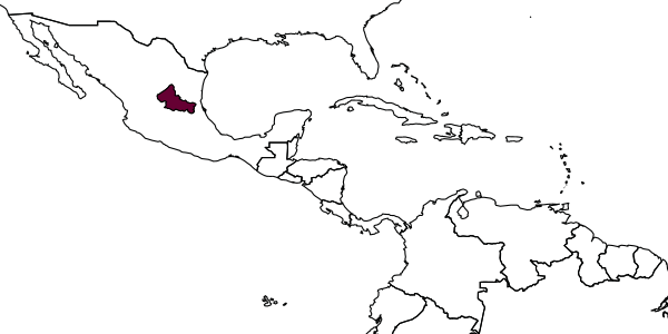 map of Cryptanura xilitla     Kasparyan & Ruíz, 2006