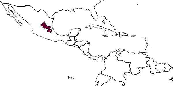 map of Banchopsis caudatus     Kasparyan & Ruíz, 2000