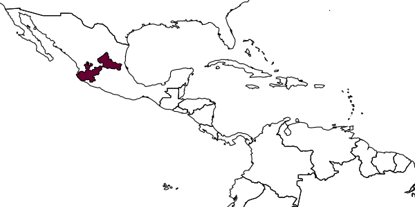 map of Homalotylus mexicanus     Timberlake, 1919
