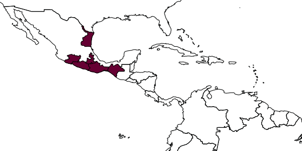 map of Chrysocharis longinerva     Hansson, 1997