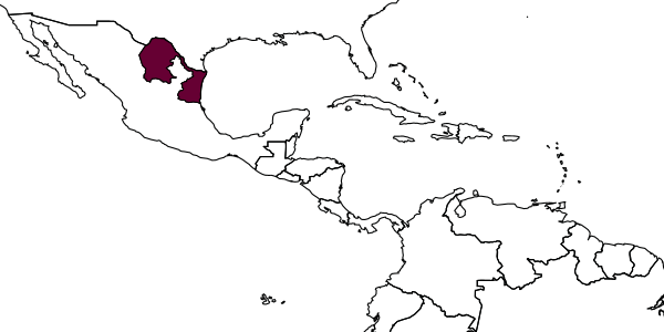 map of Amydraulax mexicana     Kasparyan & Ruíz, 2002