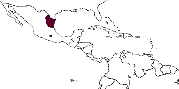 map of Cryptanura bilineata     Cushman, 1945