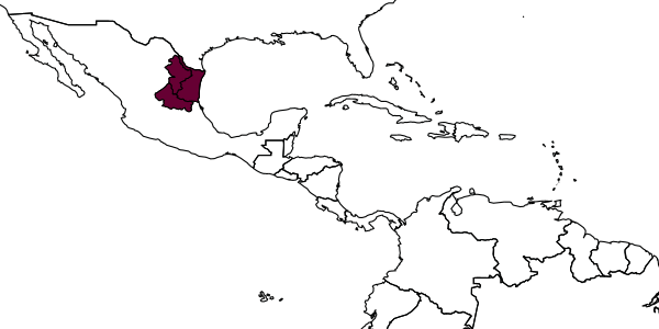 map of Cryptanura lunai     Kasparyan & Ruíz, 2006