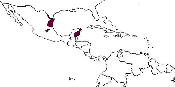 map of Acerastes tinctor     Kasparyan & Ruíz, 2008