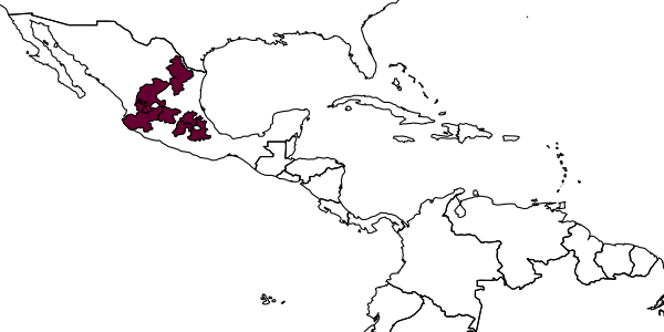 map of Crassomicrodus azteca     Figueroa, Romero & Sharkey, in Figueroa et al., 2011