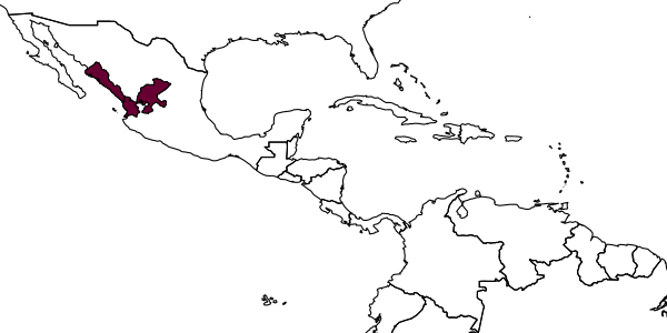map of Plebeia cora     Ayala, 1999