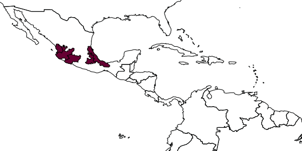 map of Mesoxaea nigerrima     (Friese, 1912)