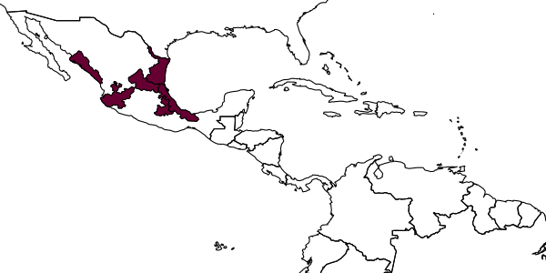 map of Liris deliquus     Krombein & Gingras, 1984