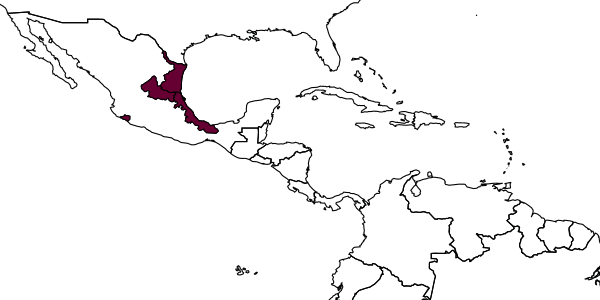 map of Neoptilia xicana     Smith, 1971