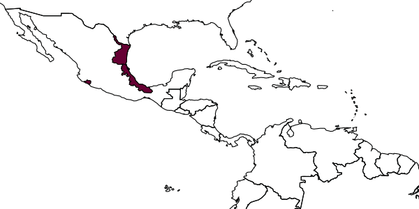 map of Citrostichus phyllocnistoides     (Narayanan)