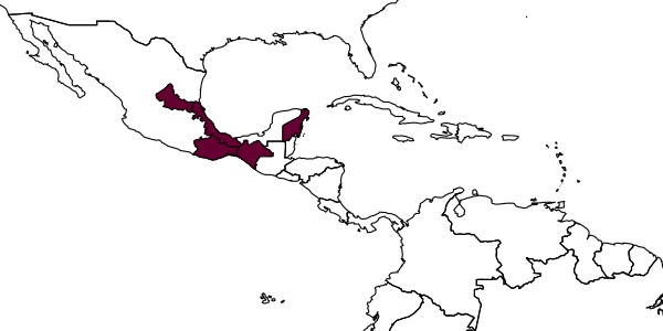 map of Plebeia melanica     Ayala, 1999
