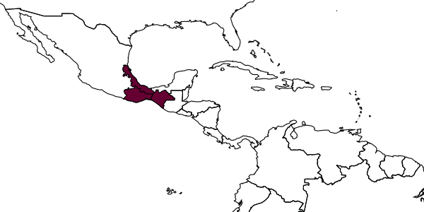 map of Plebeia llorentei     Ayala, 1999