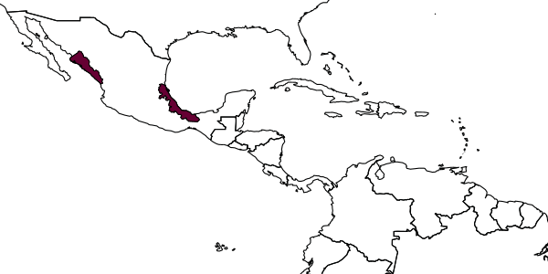 map of Apenesia denticulata     Evans, 1963