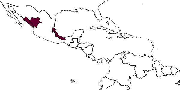map of Mesochorus ensifer     Dasch, 1974