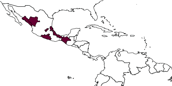 map of Rhopalum nifargum     Leclercq, 2002