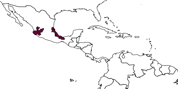 map of Calicurgus argutus     Dreisbach, 1961