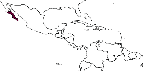 map of Parazumia impunctata     (Bohart, 1948)