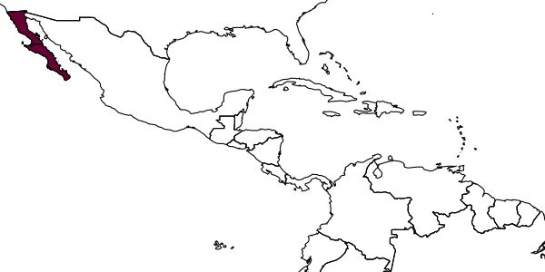 map of Centris harbisoni     Snelling, 1974