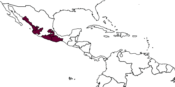 map of Neotheronia bonita     Khalaim & Ruíz-Cancino, 2021