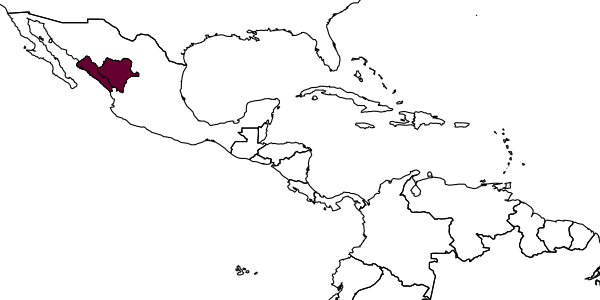 map of Amphibulus tetratylus     Luhman, 1991