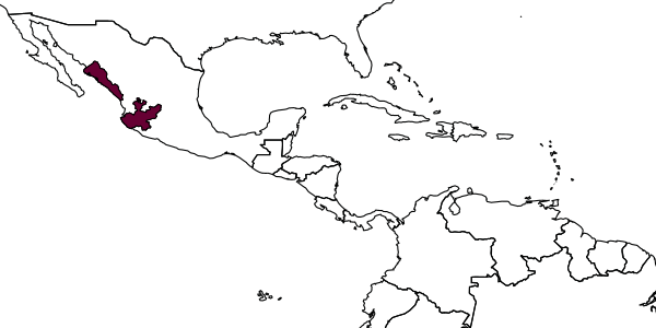 map of Pristocera quiroga     Evans, 1964