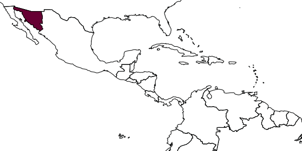 map of Acerophagus debachi     (Rosen, 1981)