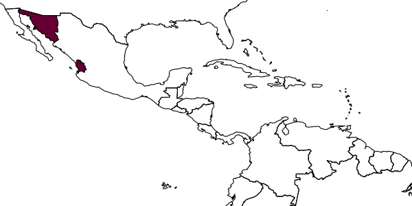 map of Nomia boharti     Cross, 1958