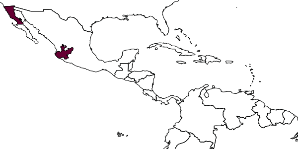 map of Steniolia mexicana     Gillaspy, 1964