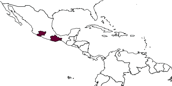 map of Joppidium tinctipenne     Kasparyan & Ruíz-Cancino, 2005