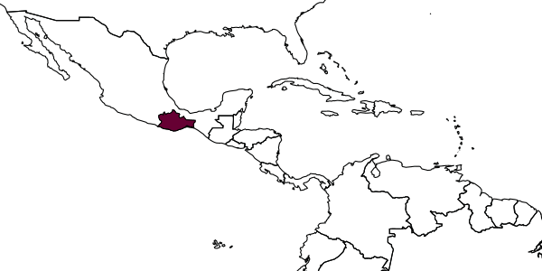 map of Allorhogas amuzgo     Martínez & Zaldívar-Riverón, 2013