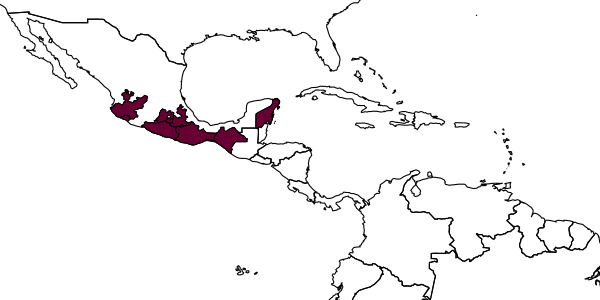 map of Plebeia moureana     Ayala, 1999