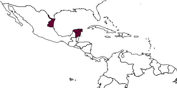 map of Diapetimorpha dorsator     Kasparyan & Ruíz-Cancino, 2005