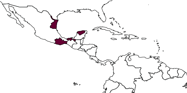 map of Ischnus basalis     Kasparyan & Ruíz-Cancino, 2005