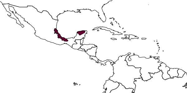 map of Calicurgus pruinosus     Dreisbach, 1961