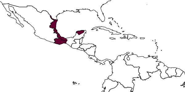 map of Orthocentrus varicolor     Humala, 2019