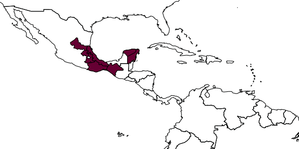 map of Plebeia pulchra     Ayala, 1999