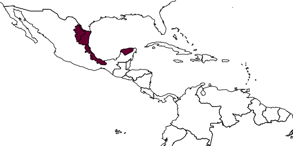 map of Lymeon tricoloripes     Kasparyan & Ruíz, 2004