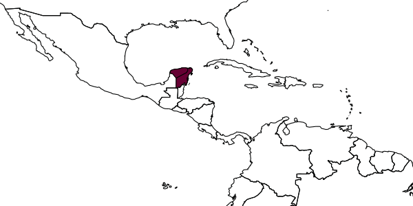 map of Mallochia macula     Kasparyan & Ruíz, 2008