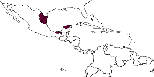 map of Hylophasma nigriceps     Kasparyan & Ruíz-Cancino, 2005