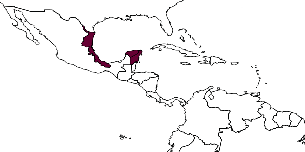 map of Digonocryptus femorator     Kasparyan & Ruíz-Cancino, 2005