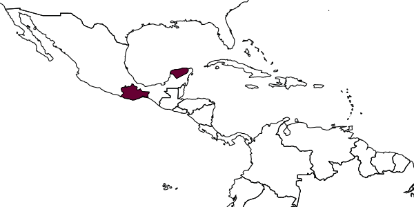 map of Diplohimas fulvithorax     Kasparyan & Ruíz-Cancino, 2005