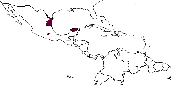 map of Polycyrtus yucatan     Kasparyan & Ruíz, 2004